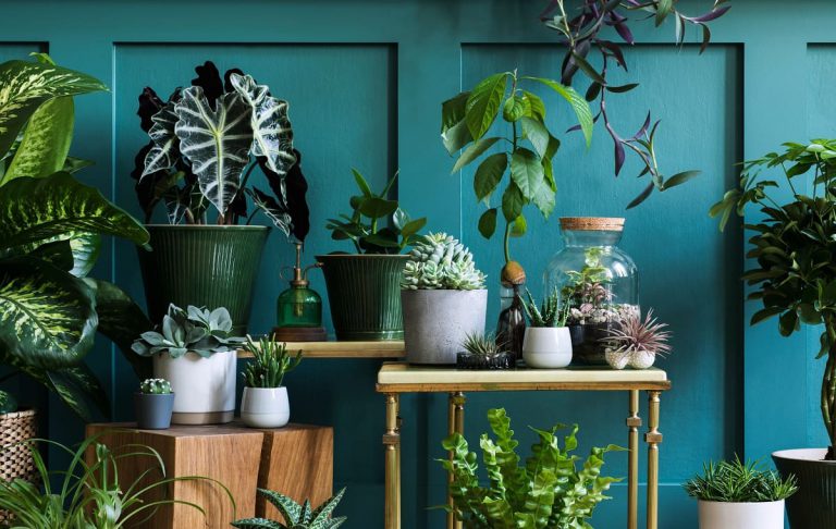 Cómo vender plantas en línea: Tips para principiantes